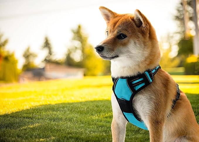 Ziggy Pet Dog Harness Adjustable Nylon Mesh Vest with Leash Clips (Blue, Medium)