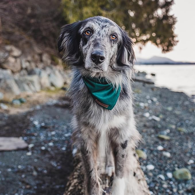 Wilderdog Dog Bandana with Lightweight Quick Drying Poly-Blend Mesh Material in Evergreen