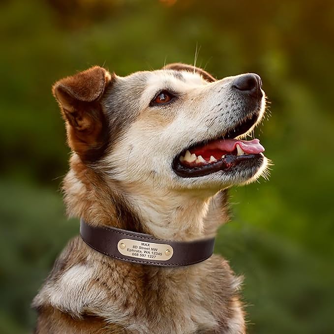 Didog Genuine Leather Dog Collars with Engraved Nameplate, Personalized Soft Leather Dog Collar with Custom ID Tag, Brown/Green/Red for Medium Large Dogs (XXL,Brown)