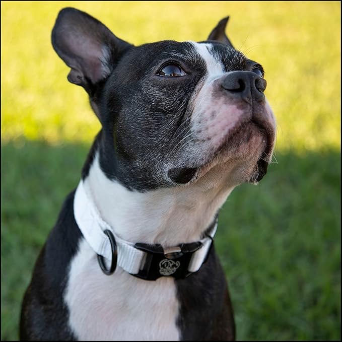 Country Brook Petz - Premium Nylon Dog Collar with Metal Buckle for Small Medium Large Breeds - 10+ Cool Colors (Extra Large, 1 Inch, White)