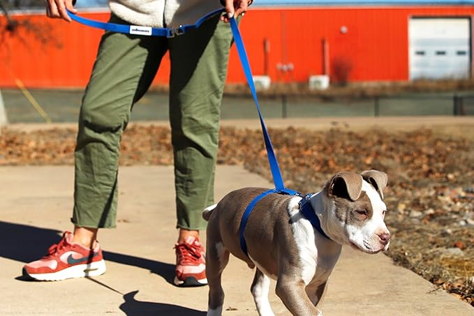 No-Pull Dog Leash, Chew Resistant, Waterproof, Durable PVC Material, Multiple Colors and Sizes (Blue, Small)