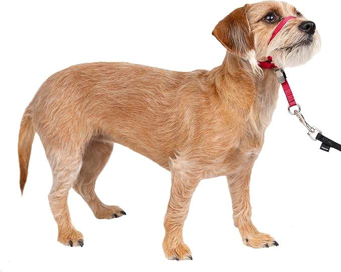 PetSafe Gentle Leader Headcollar No-Pull Dog Collar - Helps Improve Walks - Durable Nylon Construction - Padded Nose Loop - Adjustable Fit - Comfort Walking Halter - Small, Red