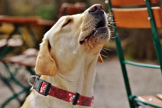 Dog Collar, Cute Floral Pattern, Soft and Adjustable Collar with Quick Release Buckle (L (Neck 16-28", Width 1"), Hawaiian Red)