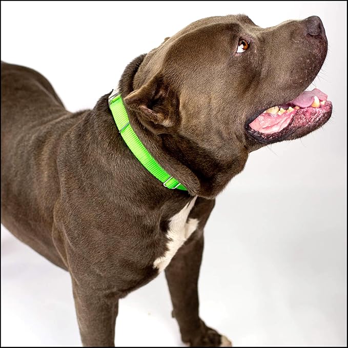 Country Brook Petz - Premium Nylon Dog Collar with Metal Buckle for Small Medium Large Breeds - 10+ Cool Colors (Extra Large, 1 Inch, Hot Lime Green)