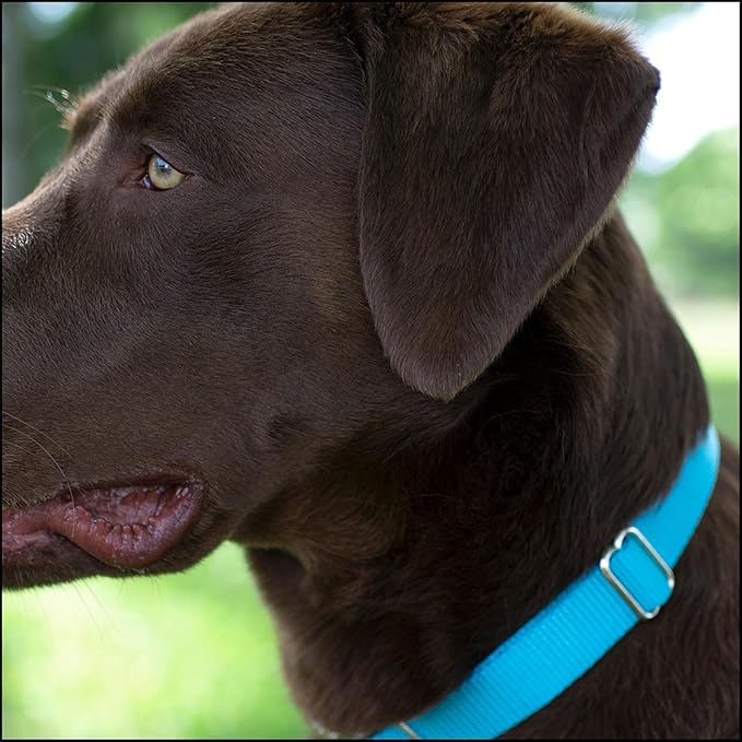 Country Brook Petz - Premium Nylon Dog Collar with Metal Buckle for Small Medium Large Breeds - 10+ Cool Colors (Extra Large, 1 Inch, Ice Blue)