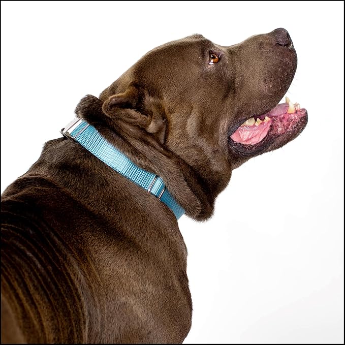 Country Brook Petz - Premium Nylon Dog Collar with Metal Buckle for Small Medium Large Breeds - 10+ Cool Colors (Extra Large, 1 Inch, Ocean Blue)