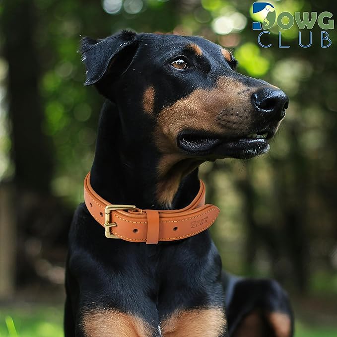 Leather Dog Collar for Medium Dogs, Orange, 1 Inch Wide, Genuine Leather, Heavy Duty with Soft Inner Padding, Comfortable and Durable (Medium (Fit Neck Size 14.5"-18.5"), Tangerine Orange)
