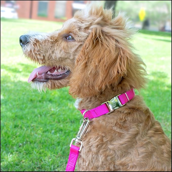 Country Brook Petz - Premium Nylon Dog Collar with Metal Buckle for Small Medium Large Breeds - 10+ Cool Colors (Medium, 3/4 Inch, Fuchsia)