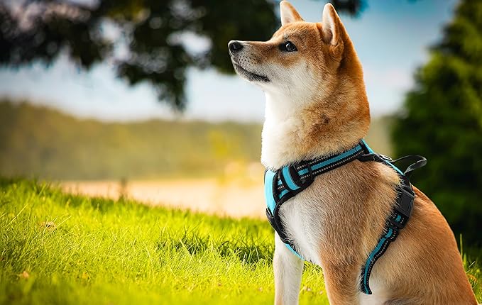 Ziggy Pet Dog Harness Adjustable Nylon Mesh Vest with Leash Clips (Blue, Small)