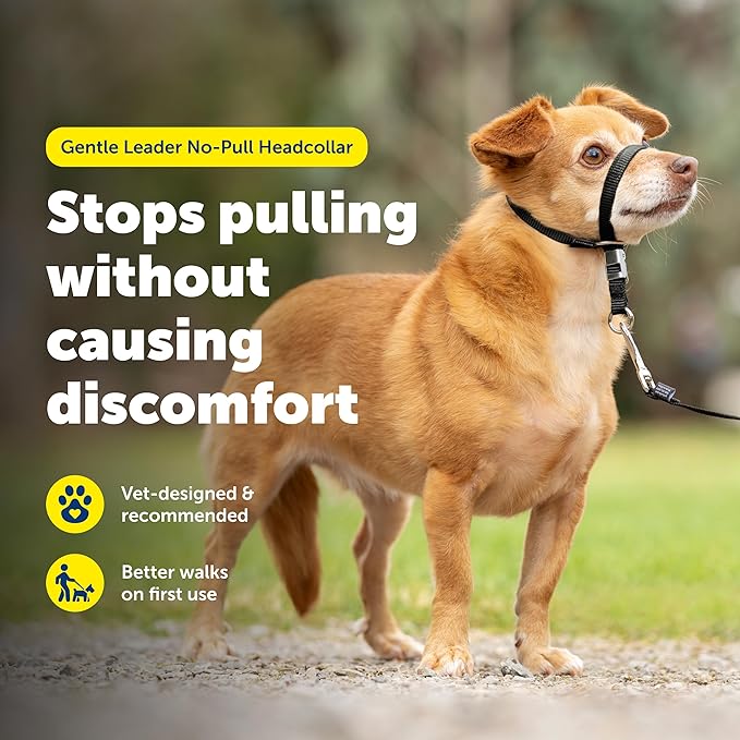 PetSafe Gentle Leader Headcollar No-Pull Dog Collar - Helps Improve Walks - Durable Nylon Construction - Padded Nose Loop - Adjustable Fit - Comfort Walking Halter - Petite, Black