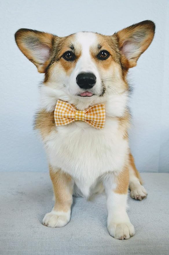 Lionet Paws Dog Collar with Bowtie, Durable Adjustable and Comfortable Collar for Medium Dogs, Neck 13.5-22in