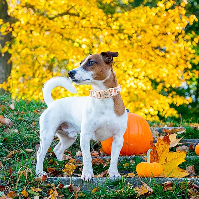 Elegant little tail Dog Collar with Leash, Pumpkin Print Pet Collar Leash Adjustable Collar for Small Medium Large Dogs Soft Puppy Collars with Quick Release Buckle Girl Boy Dog Collars