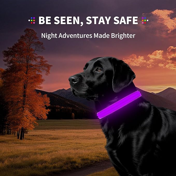 PetIsay Dog Light up Collar for Night Walking - High Visibility LED Dog Collar - Rechargeable - Waterproof - Reflective - Adjustable Lighted Glow Collars(Purple,XLarge)