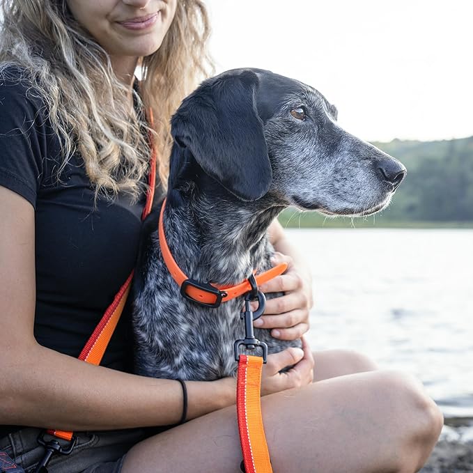 Waterproof Dog Collar - Durable, Comfortable and Adjustable Outdoor Dog Collar with Wear Resistant Buckle and ID Tag Ring for Medium Dogs by Nuvuq (Orange, Medium)