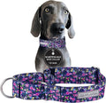 Lucky Love Dog Wide Martingale Dog Collar - No-Slip, Durable, & Soft Webbing 1.5 inch Martingale Collar for Dogs Male and Female Ideal for Training & Walking - Primrose, X-Large