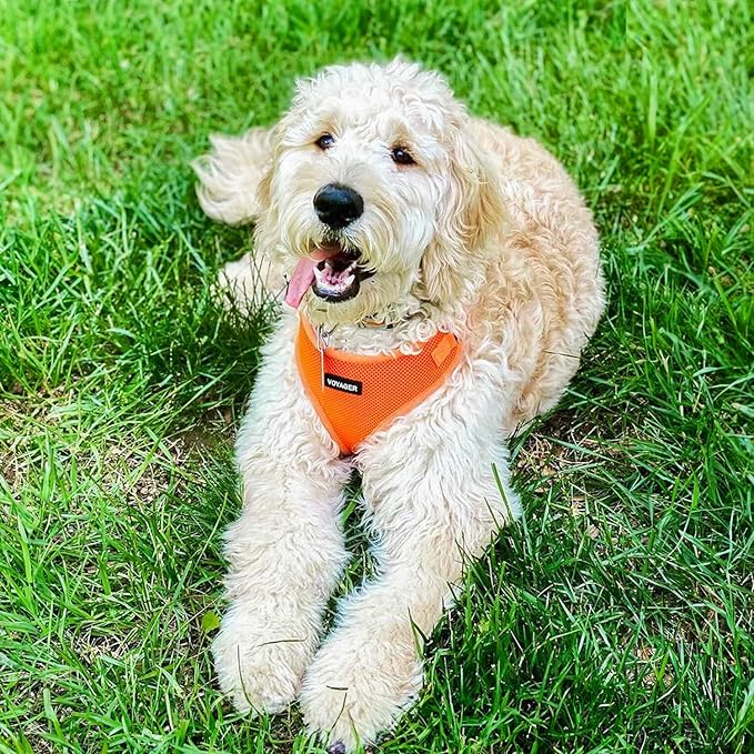 Voyager Step-in Pet Harness - All Weather Mesh, Adjustable Step in Harness for Cats and Dogs by Best Pet Supplies - Orange, S