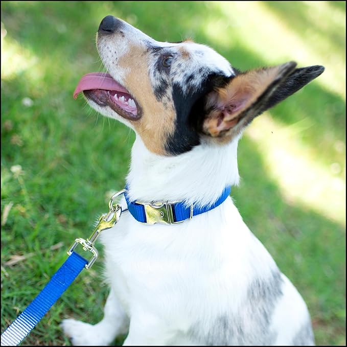 Country Brook Petz - Premium Nylon Dog Collar with Metal Buckle for Small Medium Large Breeds - 10+ Cool Colors (Medium, 3/4 Inch, Bright Royal Blue)
