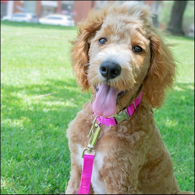 Country Brook Petz - Premium Nylon Dog Collar with Metal Buckle for Small Medium Large Breeds - 10+ Cool Colors (Extra Large, 1 Inch, Fuchsia)