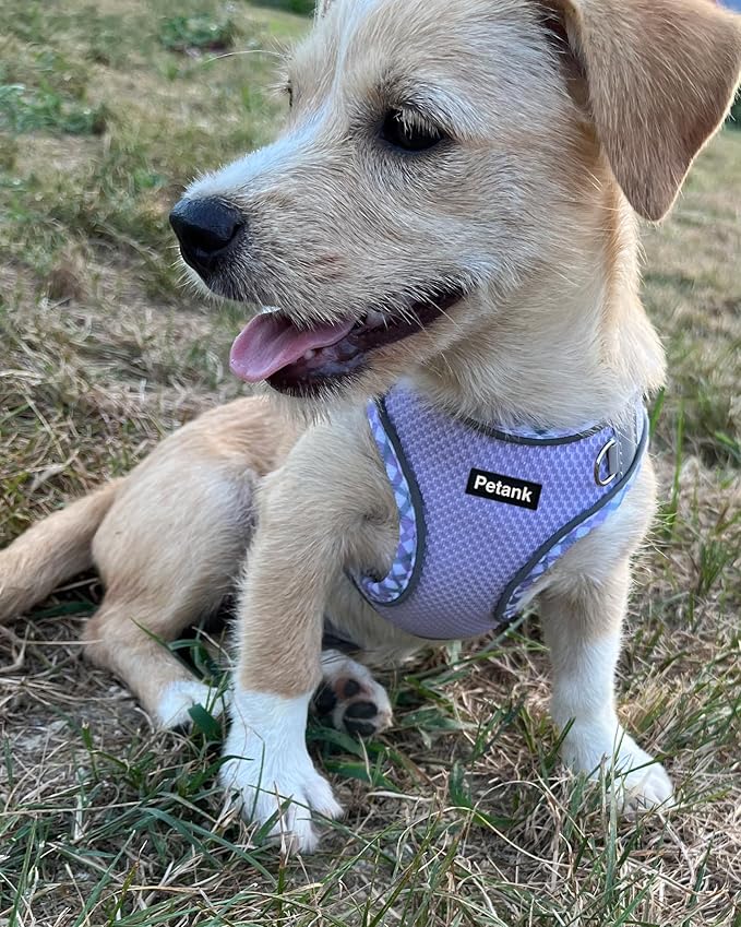 Petank Dog Harness for Small Medium Dogs No Pull, Puppy Harness and Leash Set, Step in Dog Harness for Walking, Running, Training, Small Dog Vest(Purple, S)