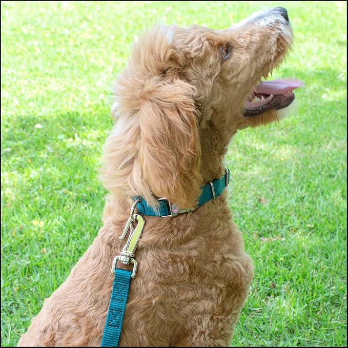 Country Brook Petz - Premium Nylon Dog Collar with Metal Buckle for Small Medium Large Breeds - 10+ Cool Colors (Small, 3/4 Inch, Teal)
