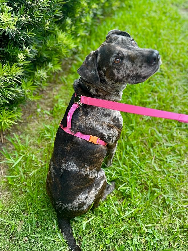 Dog Harness and Leash Combo Set, Magnetic Connection, Ergonomic Design (Flamingo Pink, Large)