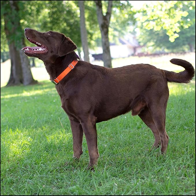 Country Brook Petz - Premium Nylon Dog Collar with Metal Buckle for Small Medium Large Breeds - 10+ Warm Colors (Large, 1 Inch, Orange)