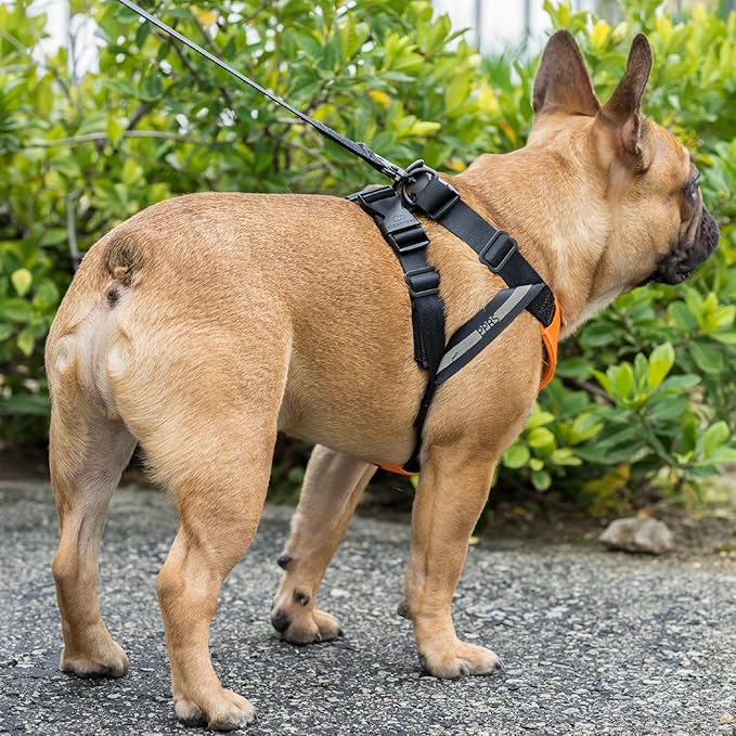 Clickit Sport Plus - Crash-Tested and Safety Certified Car Seat Belt Harness for Dogs (Medium, Orange Dream)
