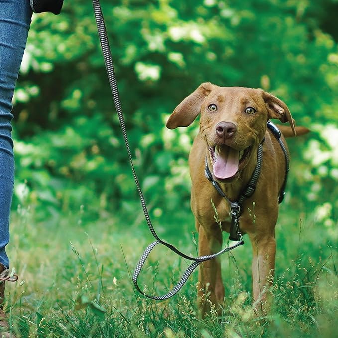 Blue-9 Reflective Buckle-Neck Balance Harness, Fully Customizable Fit No-Pull Harness with 3M Reflective Stitching, Ideal for Dog Training and Obedience, Made in The USA, Grey, Large