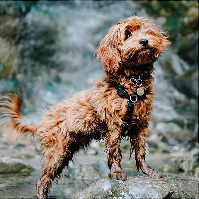 Blue-9 Buckle-Neck Balance Harness, Fully Customizable Fit No-Pull Harness, Ideal for Dog Training and Obedience, Made in The USA, Orange, Medium/Large
