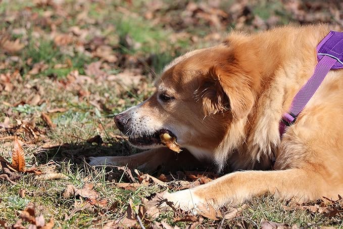 Best Pet Supplies GigaBite Roasted Pig Ears for Dogs - Natural Dog Chews, Roasted Pigs Ears, Safe for Puppies and Aggressive Chewers, Cleans Teeth and Gums - Premium Slivers, 1.8 Pounds