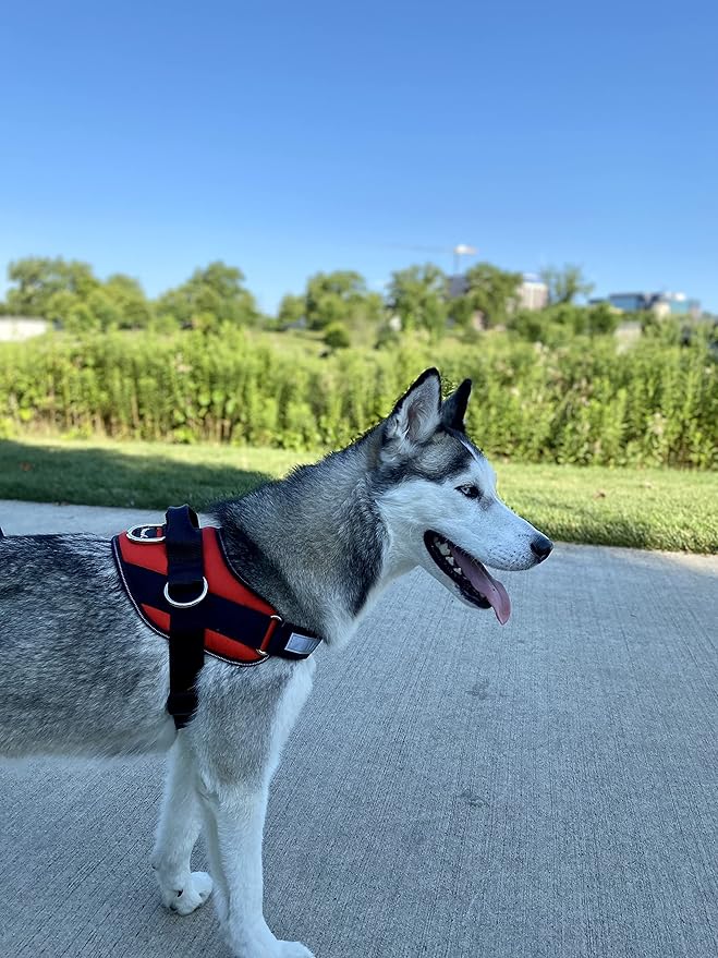 ShawnCo Essential Dog Harness, No-Pull Pet Vest with 3 Leash Clips, No Choke, Reflective, Adjustable and Padded, for Easy Walking and Training for Small, Medium and Large Dogs (Mustang Red, XS)