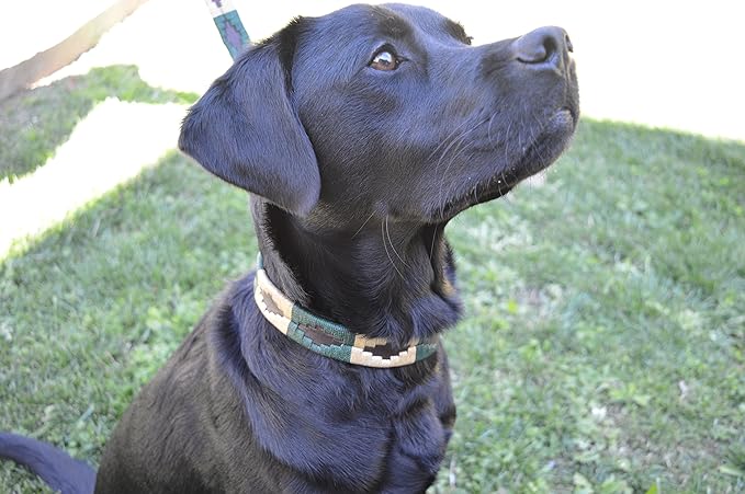 Leather Palm Desert Dog Collar by Gaucho Goods