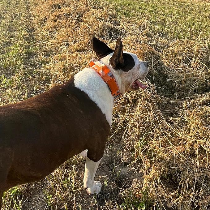 ADITYNA Heavy Duty Dog Collar for Extra-Large Dogs - Camo Orange Collar with Handle for Training, and Walking - Wide, Thick, Tactical, Soft Neoprene Padded