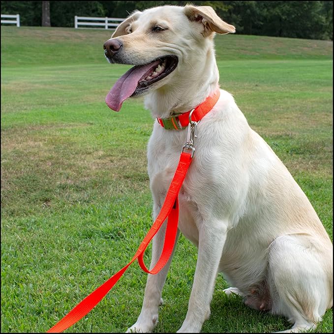 Country Brook Petz - Premium Nylon Dog Collar with Metal Buckle for Small Medium Large Breeds - 10+ Warm Colors (Extra Large, 1 Inch, Hot Orange)