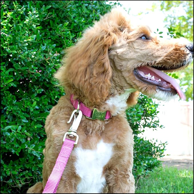 Country Brook Petz - Premium Nylon Dog Collar with Metal Buckle for Small Medium Large Breeds - 10+ Warm Colors (Small, 3/4 Inch, Rose)