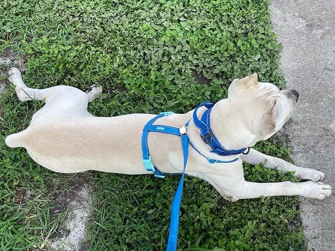 Dog Harness and Leash Combo Set, Magnetic Connection, Ergonomic Design (Bahama Blue, Medium)