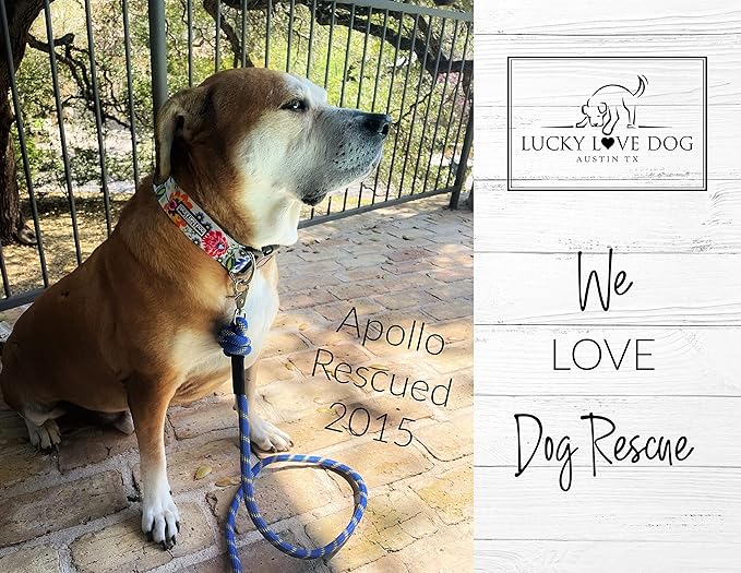 Lucky Love Dog Wide Dog Collar - Adjustable, Durable, Soft Webbing, & Comfortable 1.5 inch Wide Collar for Dogs Male and Female with Strong Buckle - Ladybird, Large