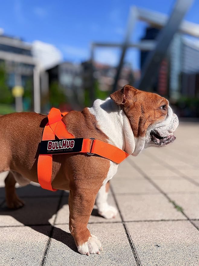 BULLHUG Adjustable Dog Harness– No Pull, No Choke – for English Bulldogs, French Bulldogs, Pugs & Broad-Chested Breeds – Easy, Safe Walks (NEON Orange, Large)