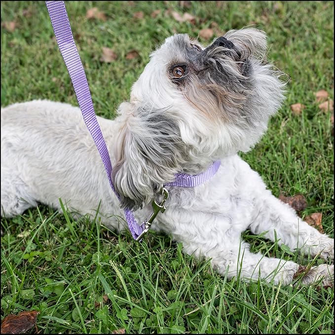 Country Brook Petz - Premium Nylon Dog Collar with Metal Buckle for Small Medium Large Breeds - 10+ Cool Colors (Small, 3/4 Inch, Lavender)