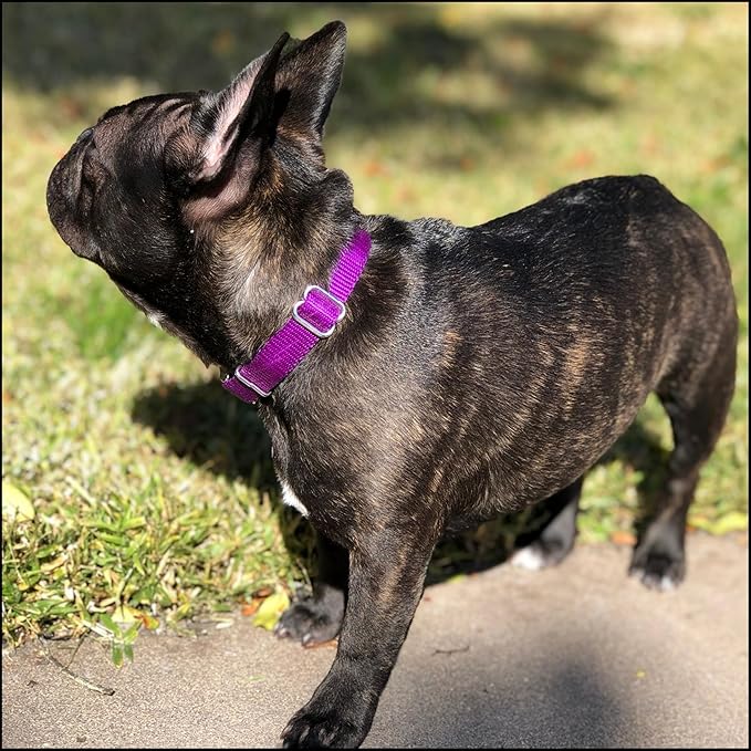 Country Brook Petz - Premium Nylon Dog Collar with Metal Buckle for Small Medium Large Breeds - 10+ Cool Colors (Small, 3/4 Inch, Purple)