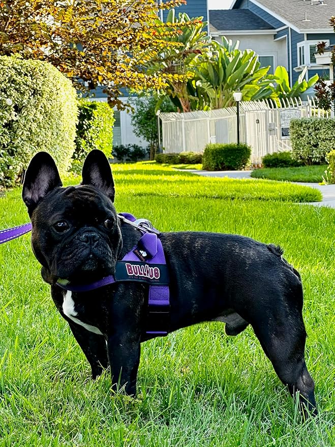 BULLHUG Adjustable Dog Harness– No Pull, No Choke – for English Bulldogs, French Bulldogs, Pugs & Broad-Chested Breeds – Easy, Safe Walks (Violet, XL)