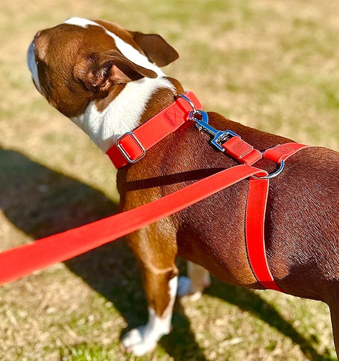 No-Pull Dog Leash, Chew Resistant, Waterproof, Durable PVC Material, Multiple Sizes and Colors (Black, Small)