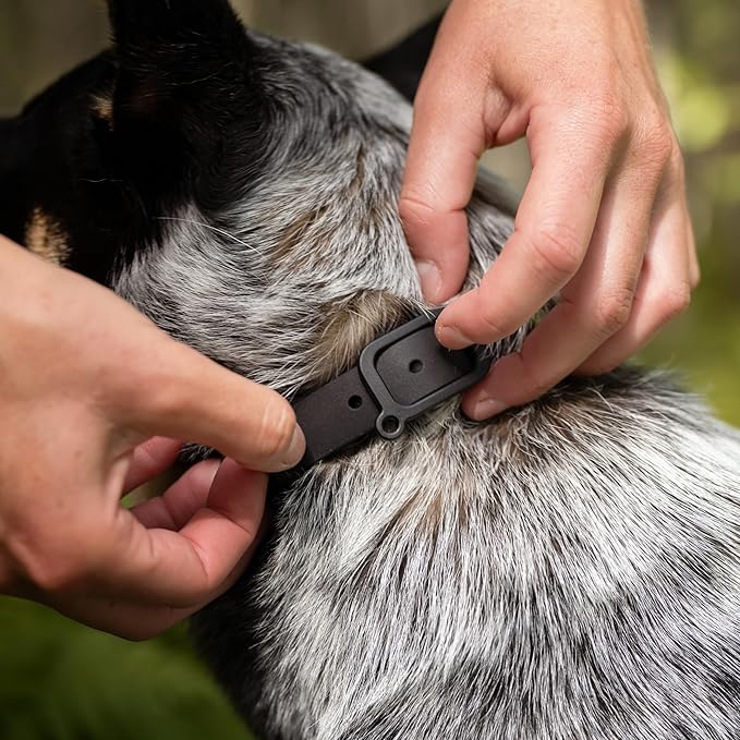 Waterproof Dog Collar - Durable, Comfortable and Adjustable Outdoor Dog Collar with Wear Resistant Buckle and ID Tag Ring for Small Dogs by Nuvuq (Black, Small)