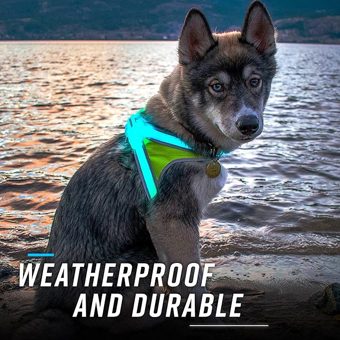 Noxgear LightHound (X-Large) + High-Visibility Dog Leash – Illuminated and Reflective Harness for Dogs Including Multicolored LED Fiber Optics (USB Rechargeable, Adjustable, Lightweight, Rainproof)