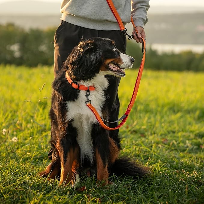 Dog Collar - Durable, Waterproof and Adjustable Dog Collar for Large Dogs with Wear Resistant Buckle and Name Tag Ring for Large Dogs by Nuvuq (Orange, Large)