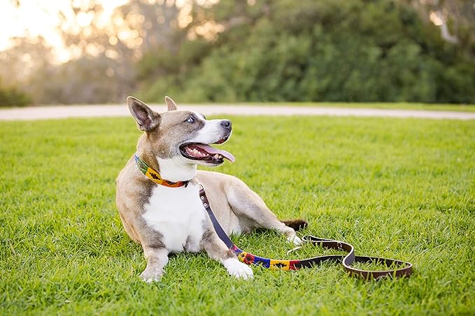 Gaucho Goods Premium Soft Leather Dog Collar (L, Woodstock)