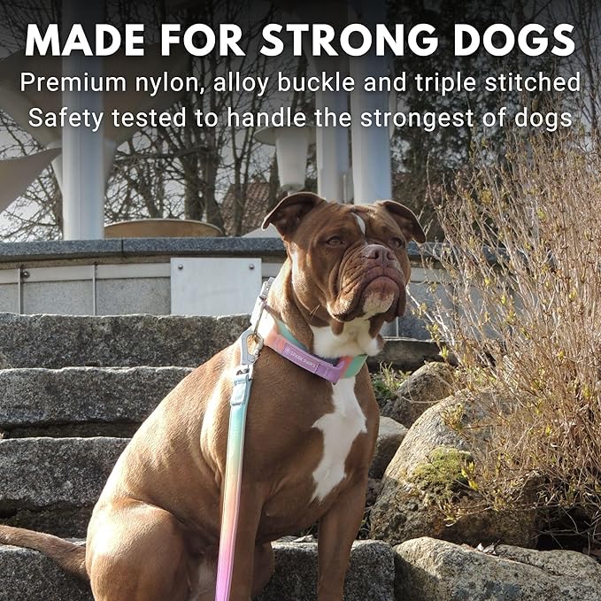 Tactical Dog Collar with Handle - Premium Quality Collar, Robust and Durable Design for Large, Strong Breeds - Pitbulls, Labradors, GSD - Pastel Icing - L