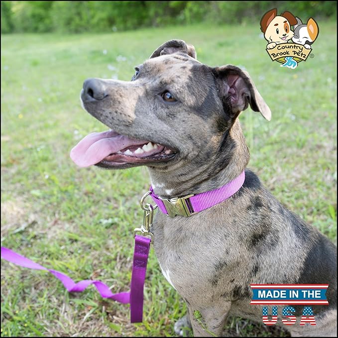 Country Brook Petz - Premium Nylon Dog Collar with Metal Buckle for Small Medium Large Breeds - 10+ Cool Colors (Extra Large, 1 Inch, Bright Purple)