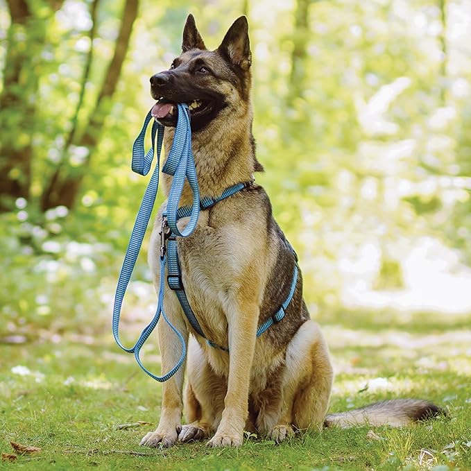 Blue-9 Reflective Dog Leash, Multi-Function 6 Foot Adjustable Lead with Traffic Loop and 3M Reflective Stitching for Obedience, Running, and Agility Training, Made in The USA, Medium/Large, Blue