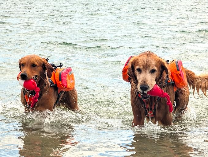 Bark Brite The Chewy Buoy Water Dog Toy